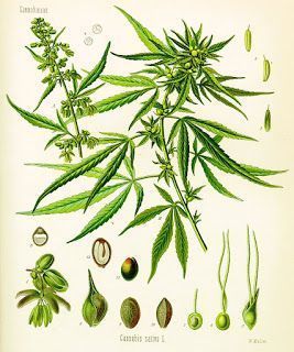 Libro marihuana