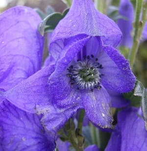 Aconito flor