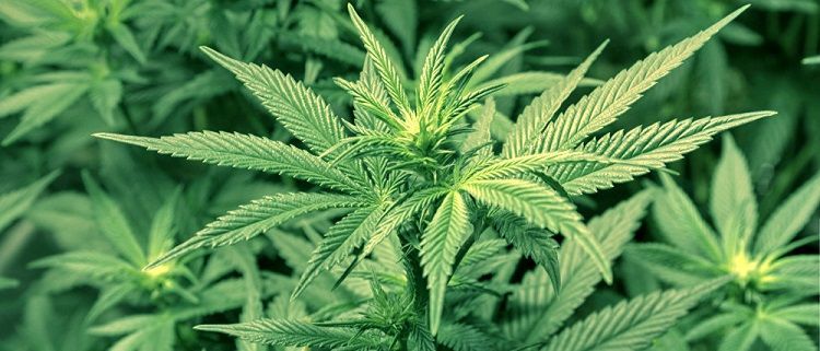 marihuana libro yerba